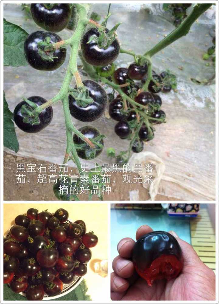 黑珍珠西红柿种子 黑宝石番茄