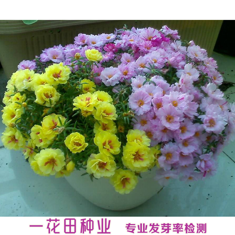 安徽省宿州市灵璧县 太阳花种子单瓣太阳花种子重瓣太阳花种子包邮