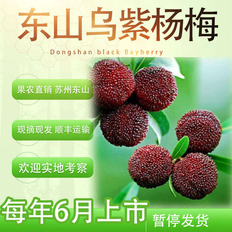 苏州东山农家时令特产乌紫杨梅儿童水果新鲜杨梅当天现摘现发