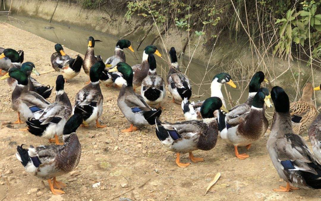 云南昆明官渡区 青头鸭苗,孵化场直发,疫苗包打,成活率高,养殖经验