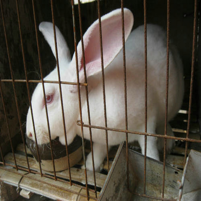 想创业养殖獭兔的朋友请联系,保证品种质量.