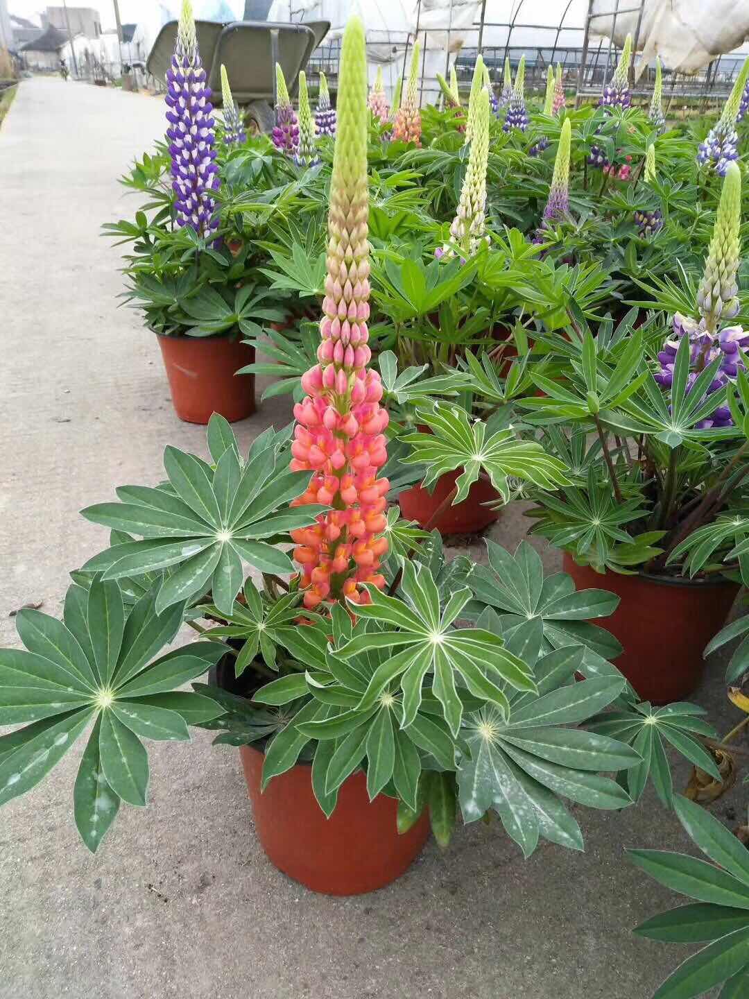 鲁冰花盆栽 鲁冰花种植基地 鲁冰花农户直销