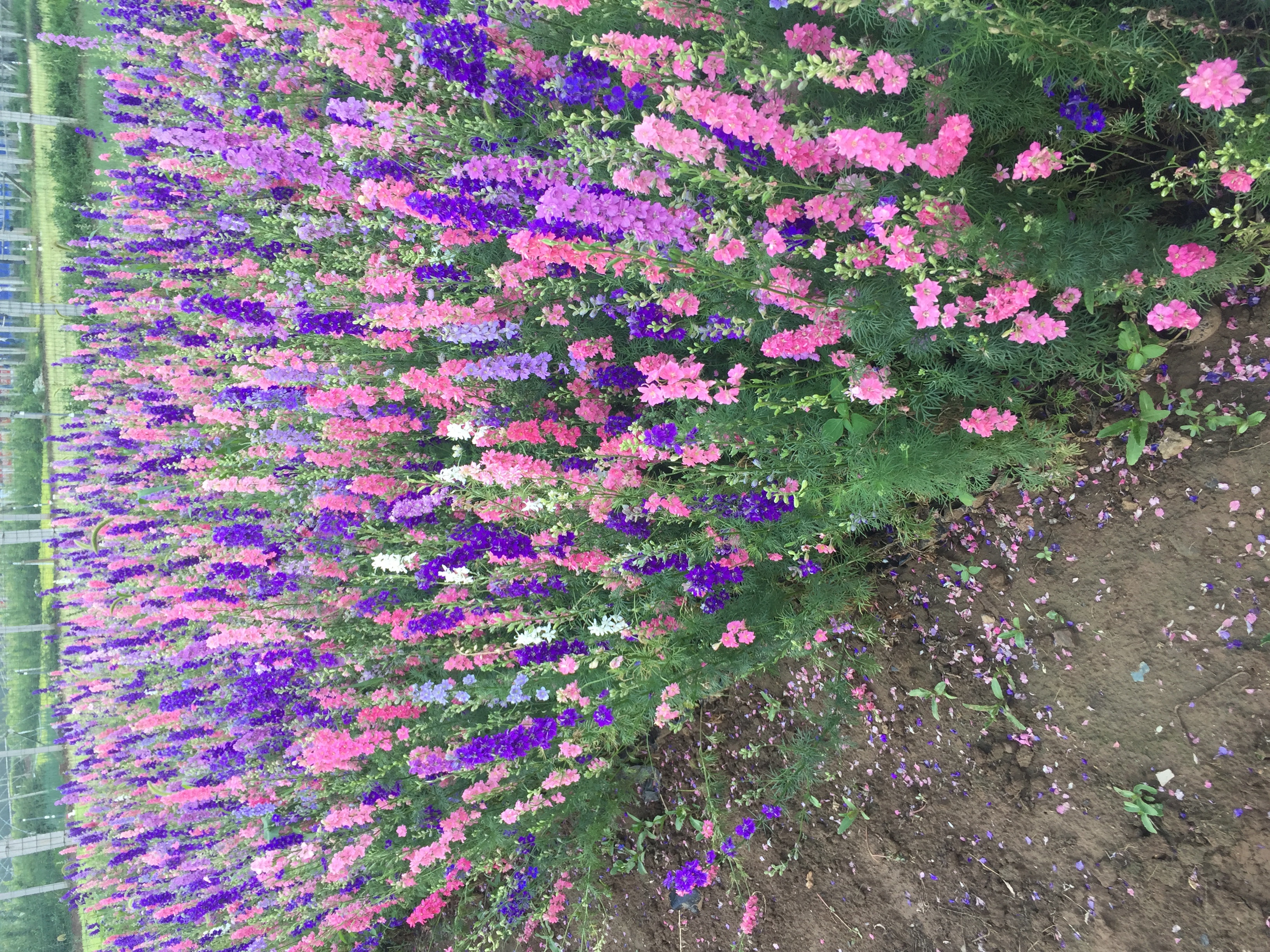 飞燕草种子 大花飞燕草基地直销 大花飞燕草农户直销