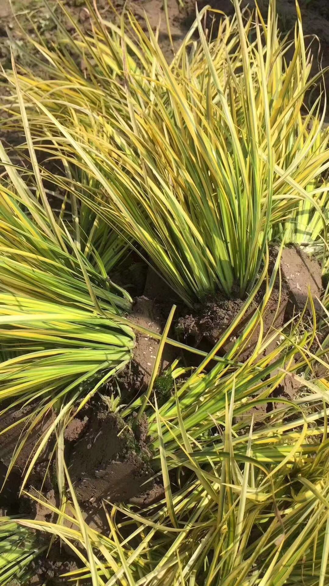 金叶石菖蒲种植基地 金叶石菖蒲自产自销