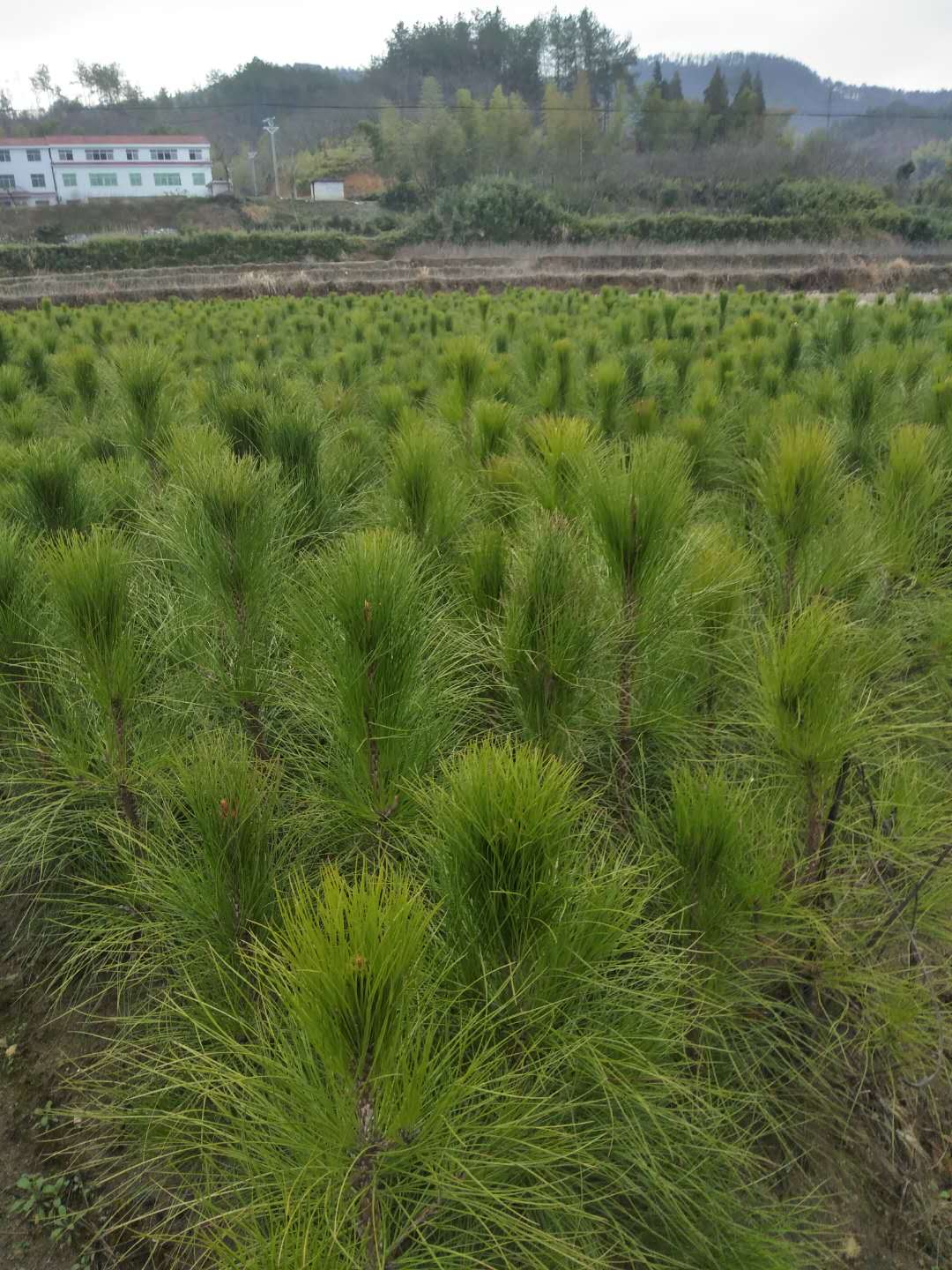 湿地松树苗 华中湿地松杯苗容器苗,物美价廉