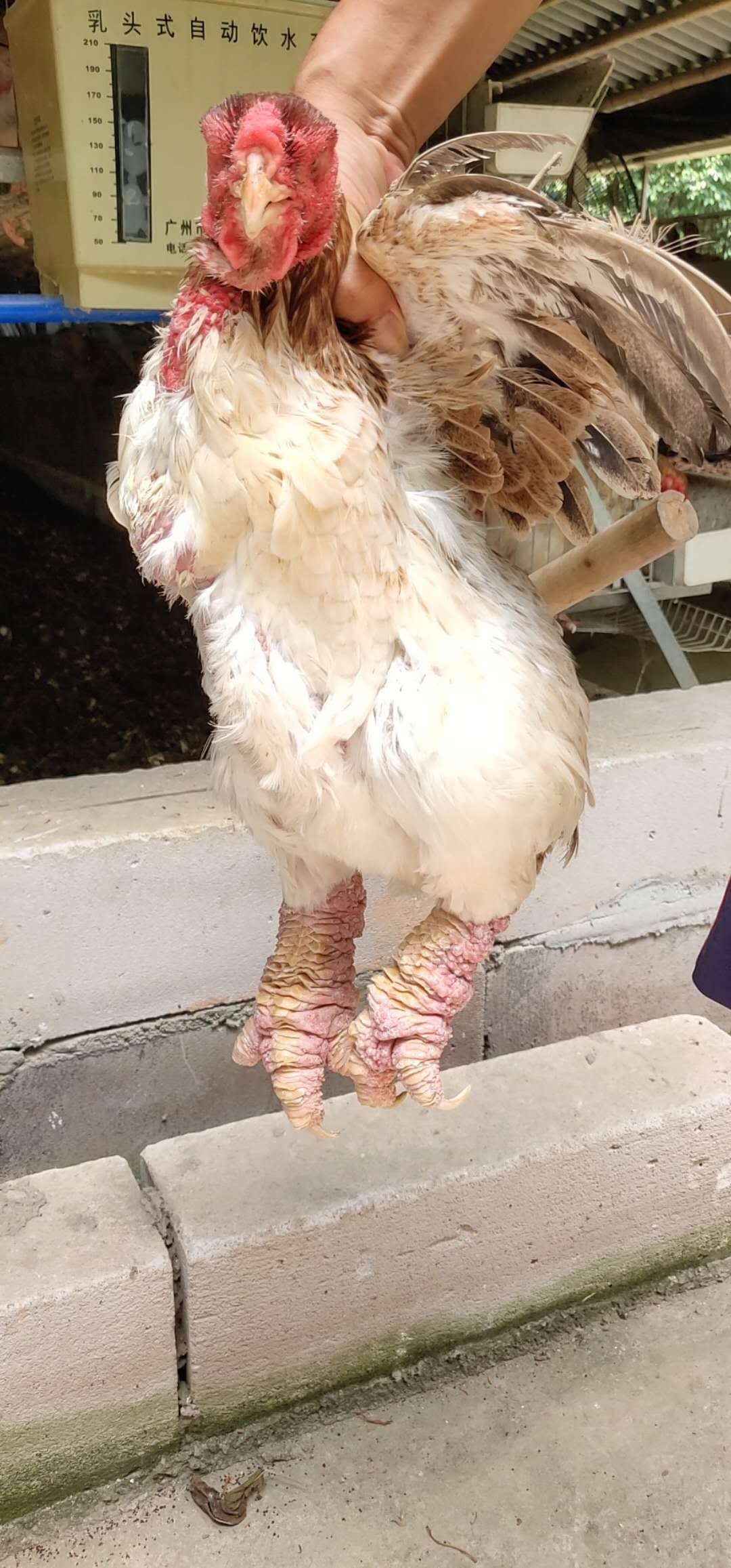 东涛鸡苗,越南巨脚鸡苗,纯种大脚鸡苗