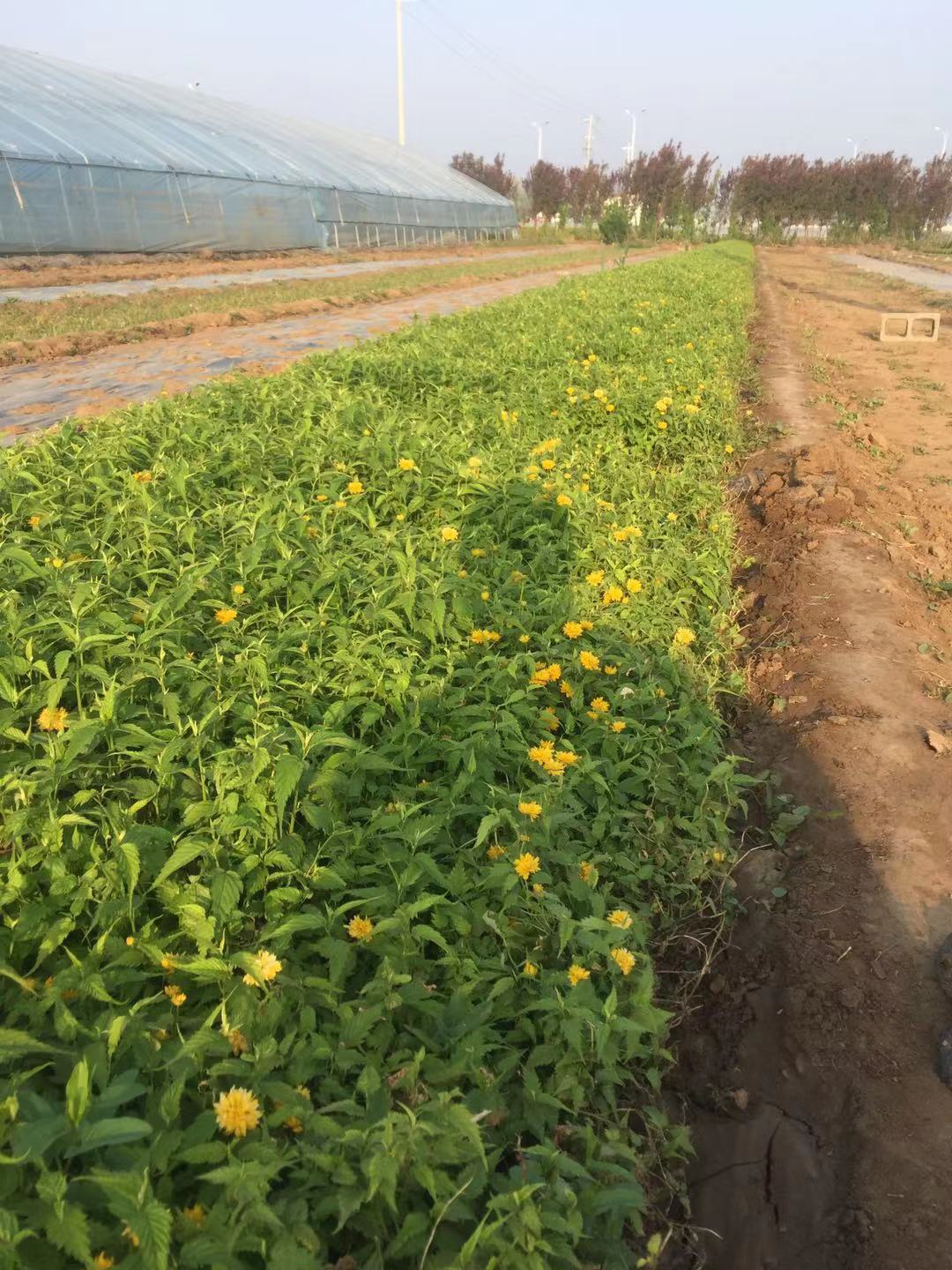 棣棠花 棣棠自产自销 棣棠种植基地