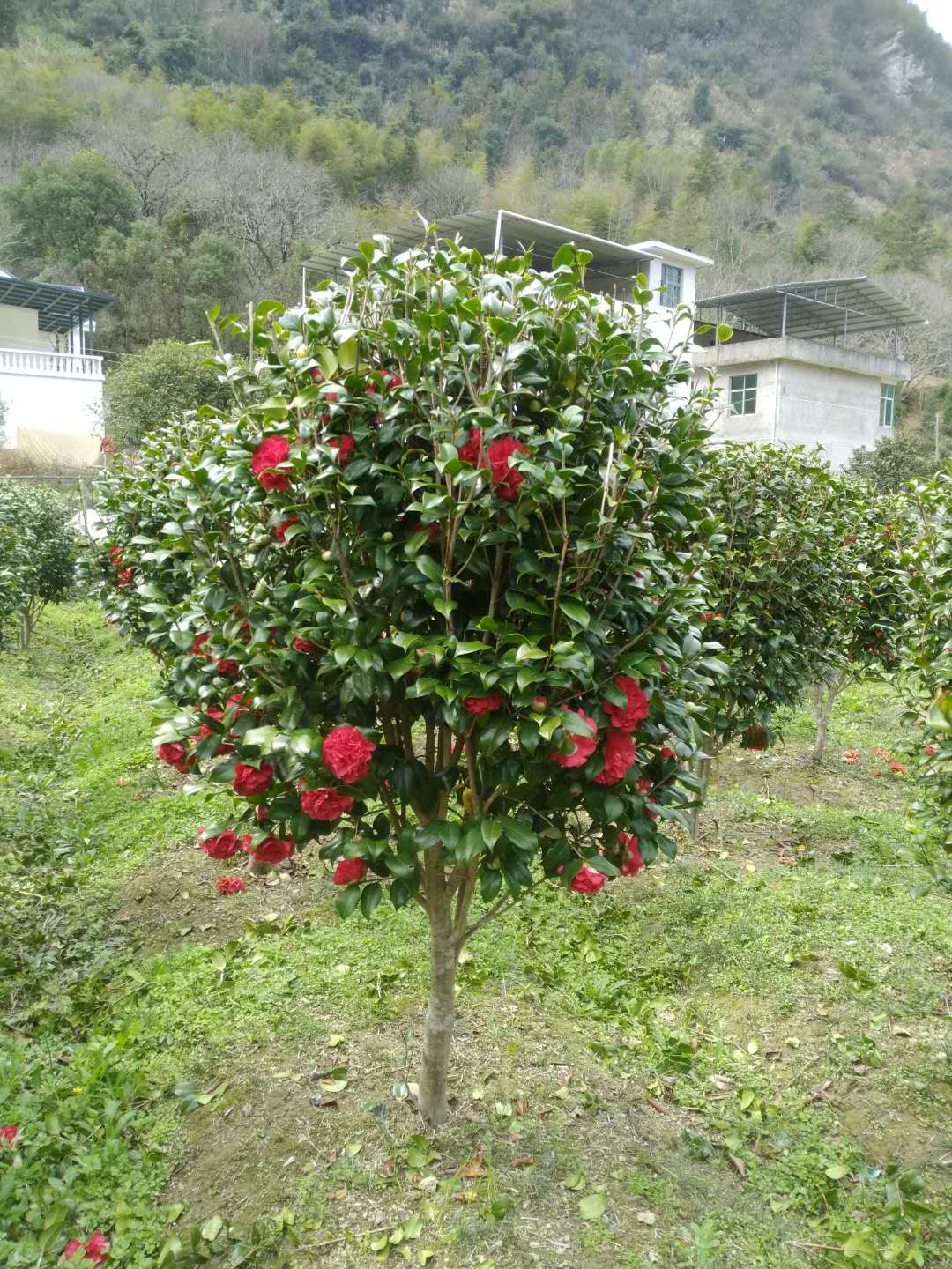 基地大量供应 茶花球 小苗 精品树 花色鲜艳