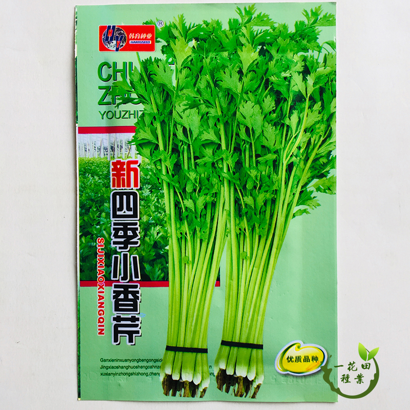 宿州灵璧县 芹菜种子高产芹菜种子四季小香芹种子