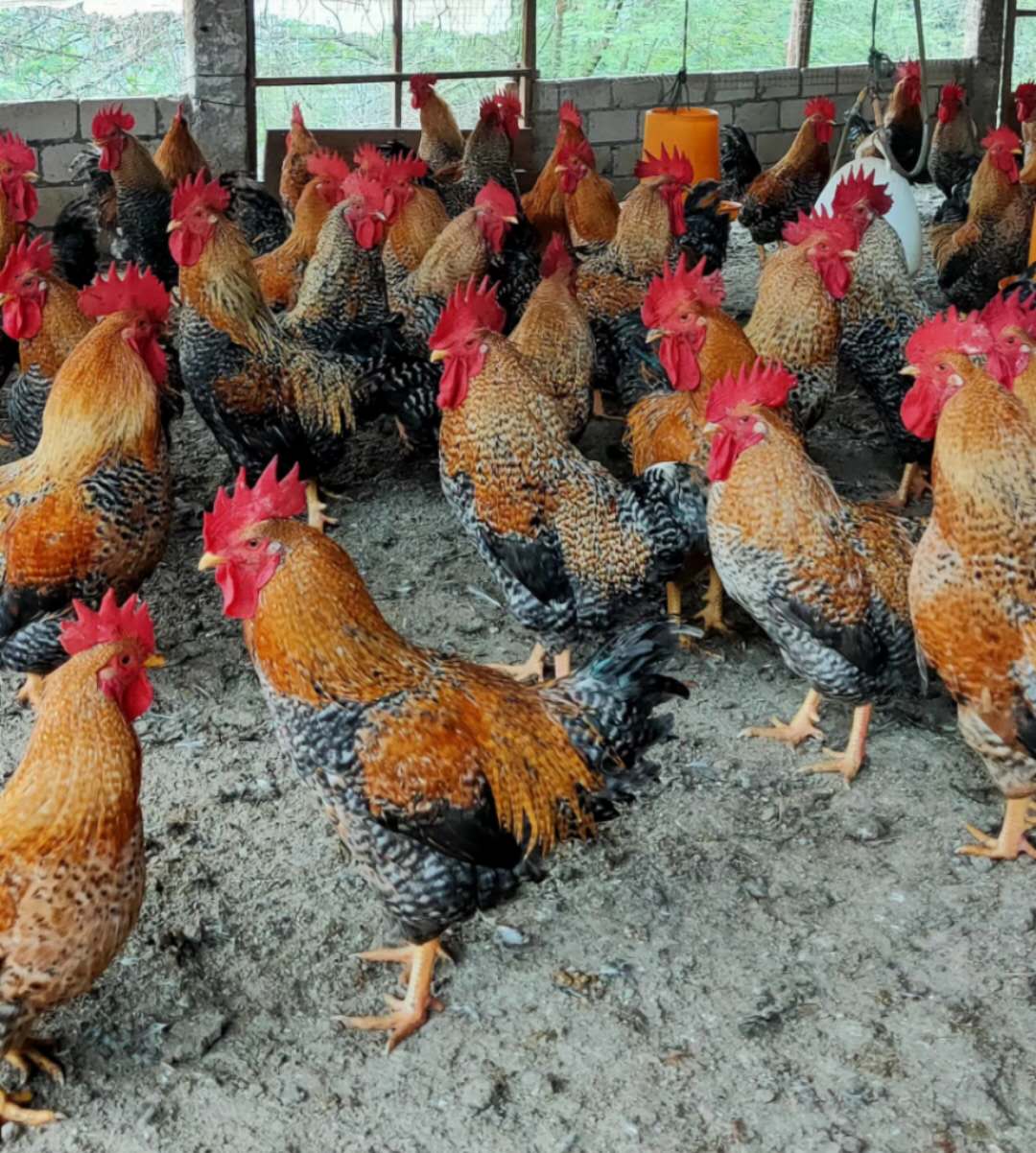 供应大厅  禽畜肉蛋  鸡苗  金芦花鸡成年公鸡体重2.6—3千克,母鸡1.