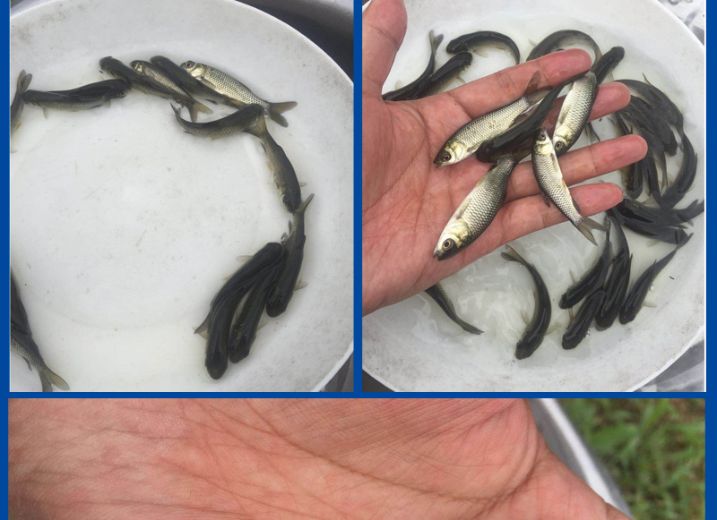 草鱼鱼苗淡水鱼养殖小鱼苗长江抗病草鱼四大家鱼苗场直供全国包邮