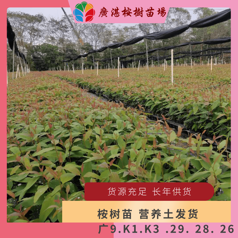 k3桉树苗:广九,26,27,28,29,k1.k3号