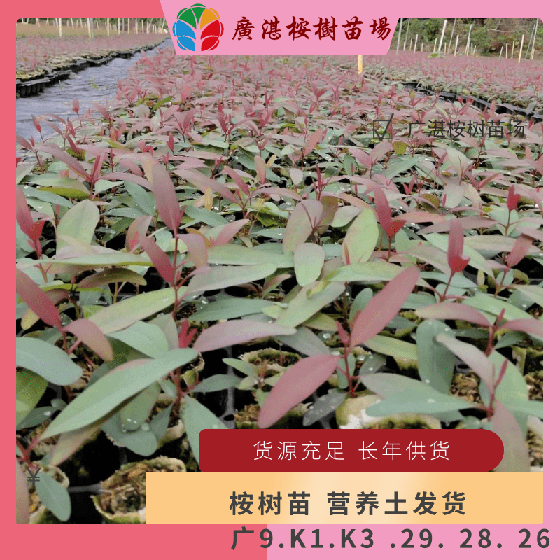 k3桉树苗:广九,26,27,28,29,k1.k3号