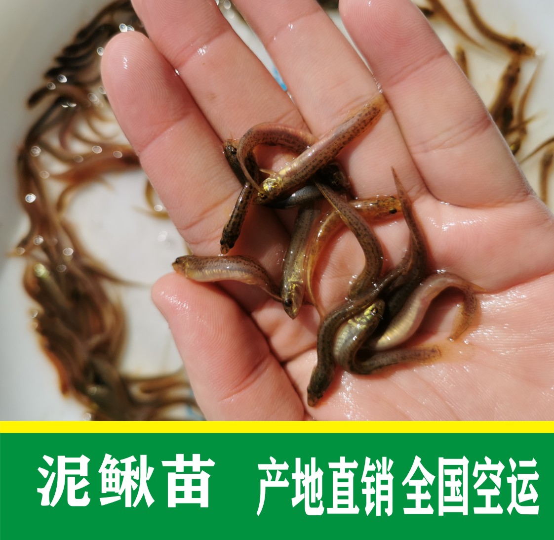 真泥鳅苗正宗本地泥鳅鱼苗圆身软骨快大长期供应鱼苗成品