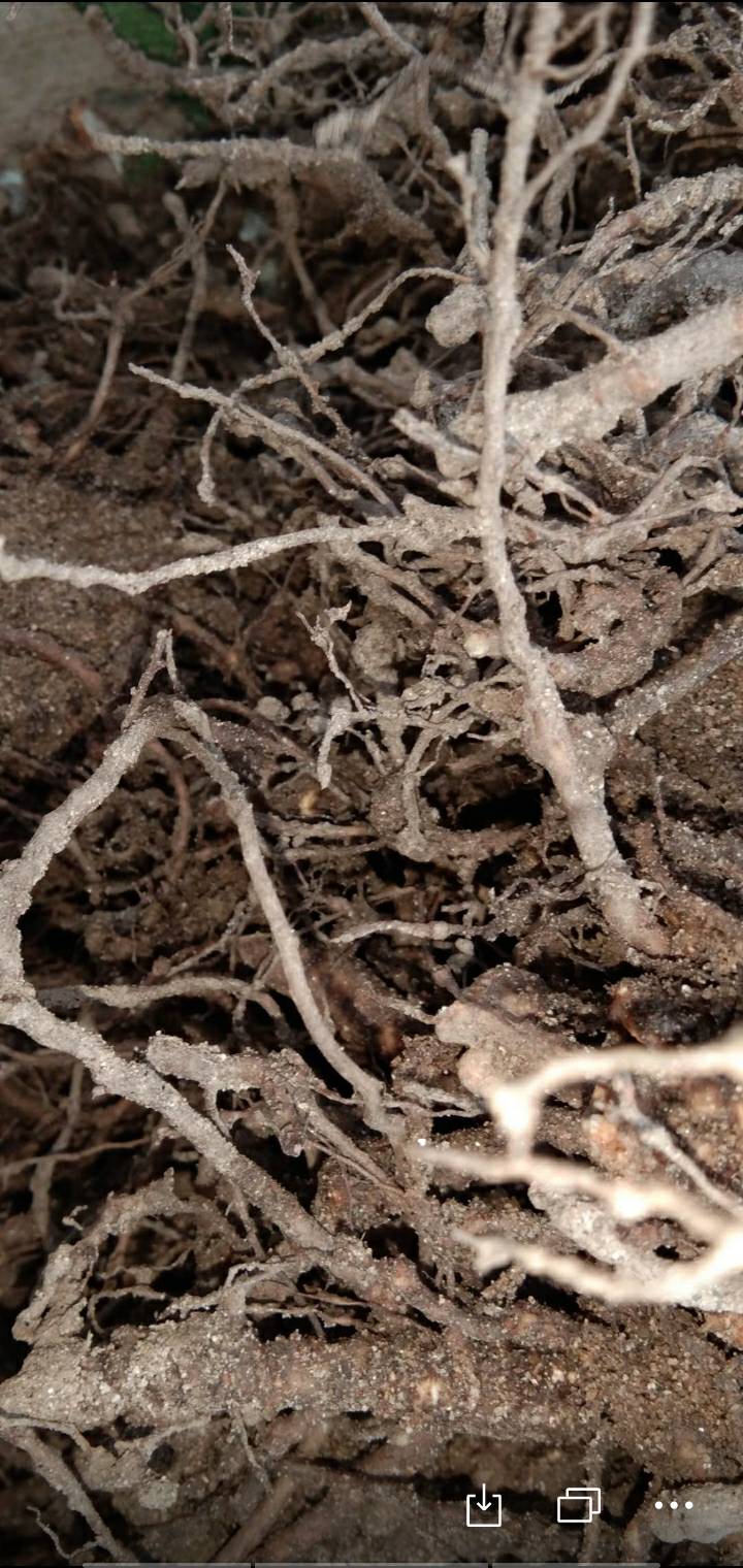 请问这种根瘤菌如何治疗