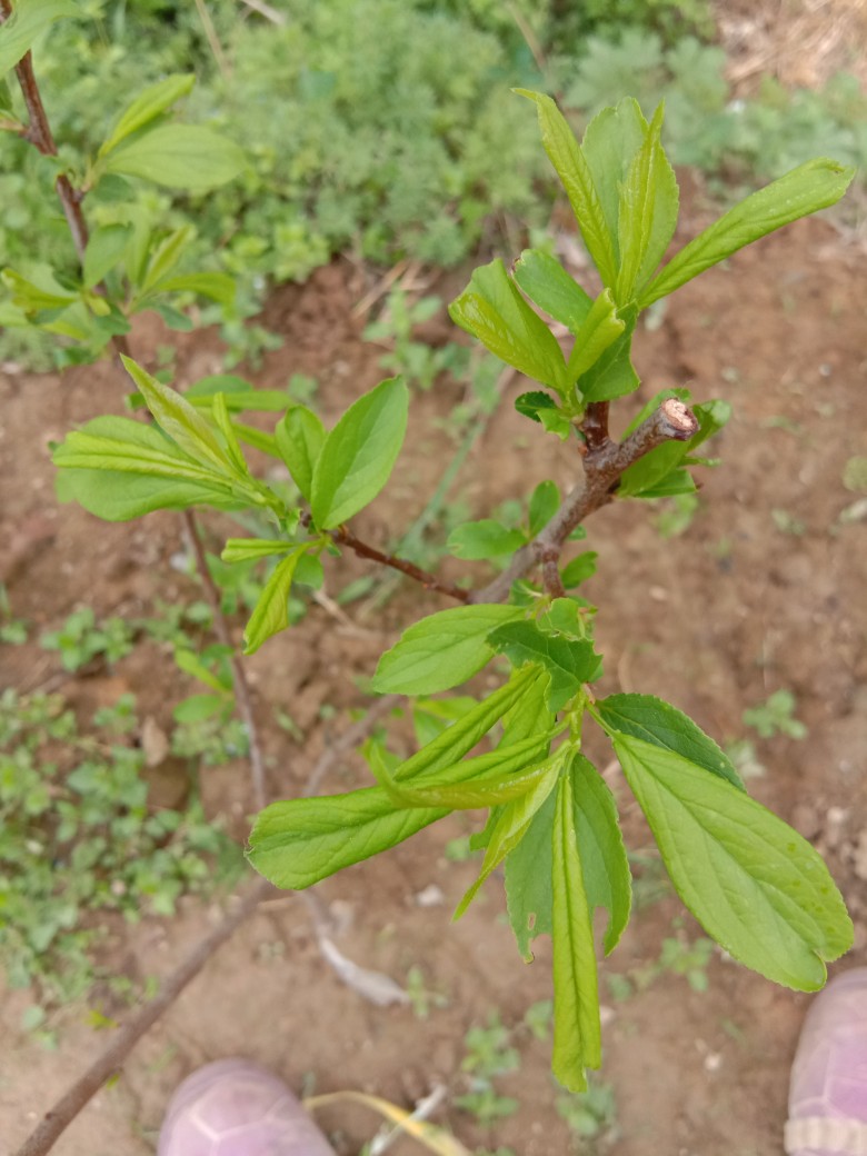 李子树苗今年种的一开始发芽的时候很好叶子这几天不知道怎么回事叶子