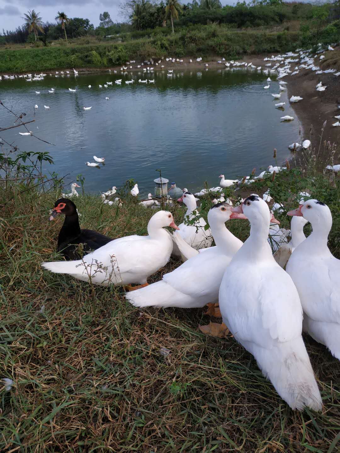 琼海加积鸭海南番鸭可批发可邮寄活鸭光鸭都可以配送