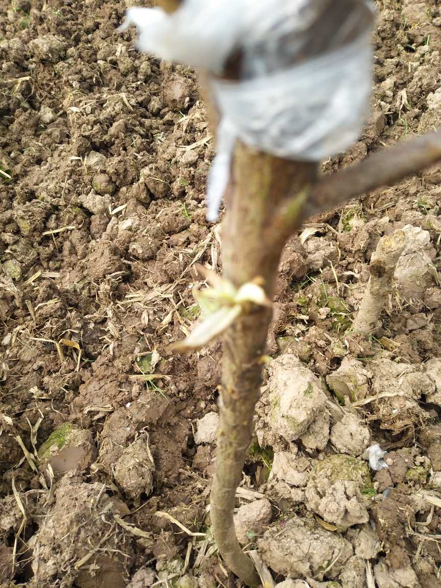 你好老师这是一棵年前才栽的枇杷树这个叶最近才长出来没过多久就像这