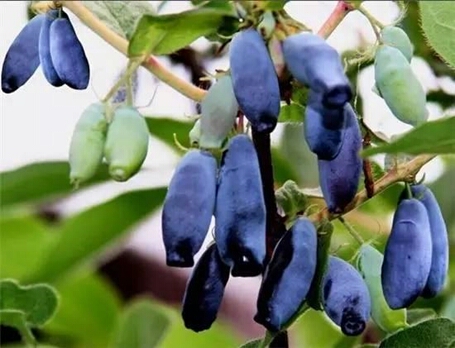 请问老师蓝靛果的种子怎么种植种子怎么催芽需要多少温度多长时间出苗