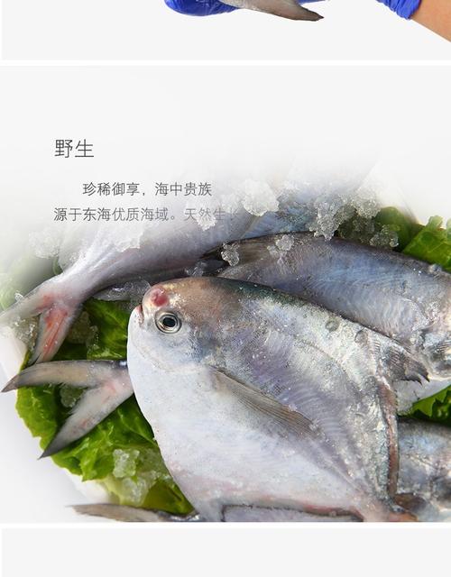 鲳鱼新鲜东海鱼小白鲳非常好吃有冰衣厂家直发