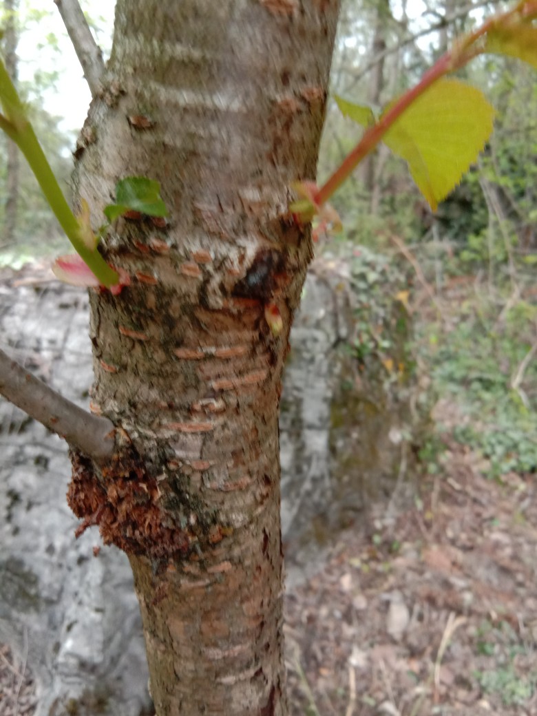 赵老师樱桃树有这种现象是病还是虫