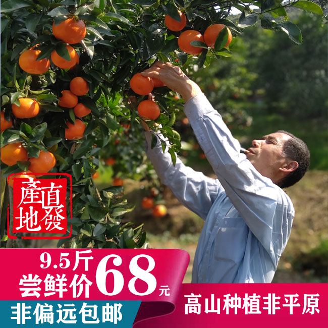重庆开州长沙高山纯甜沃柑,开州春橙主产区出品