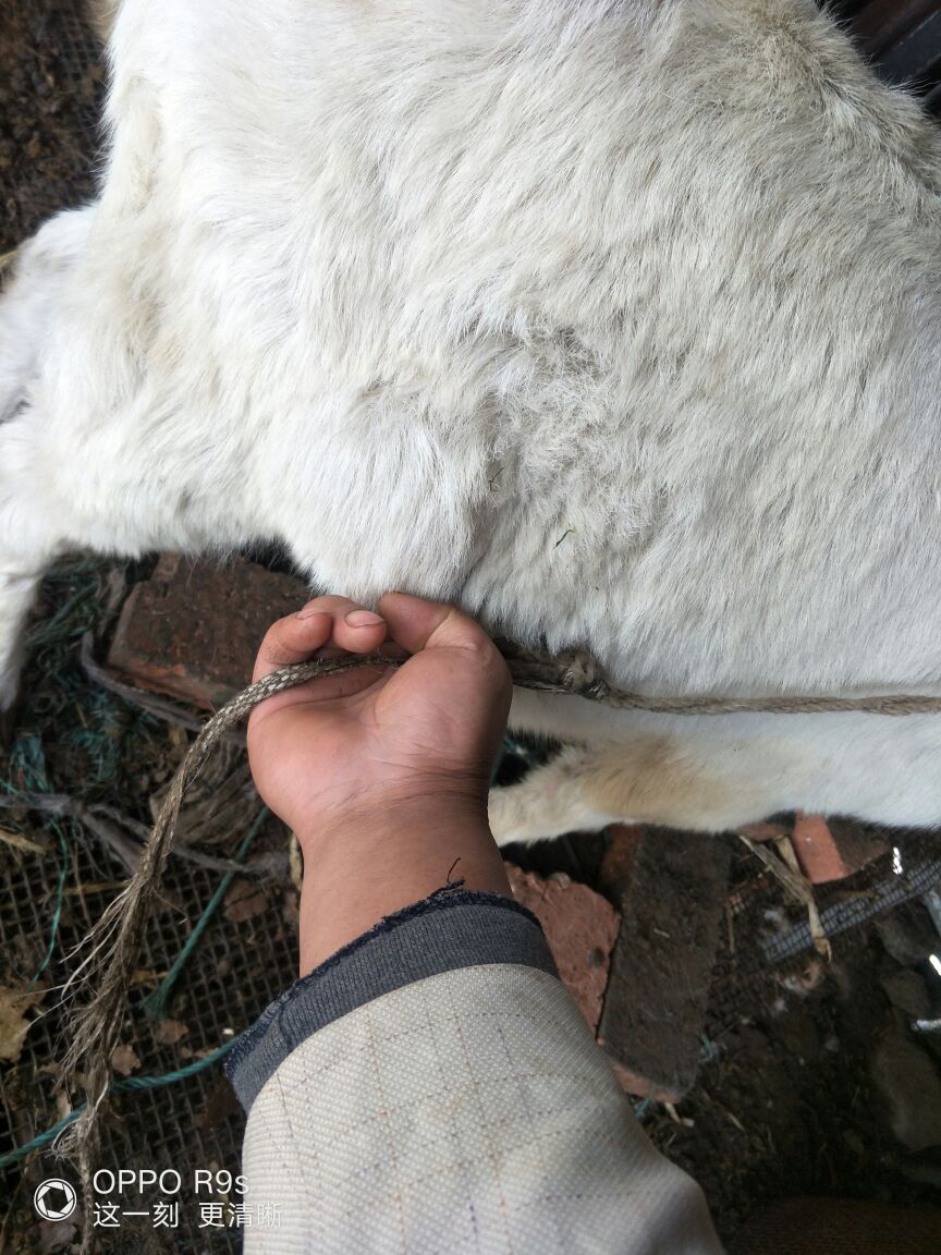 你好老师小公羊后腿前侧有一个小包包
