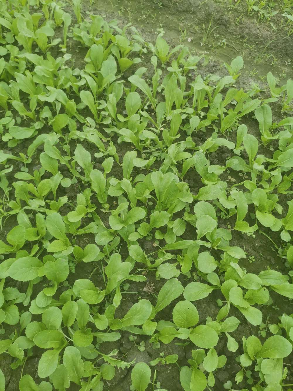 有点类似于虫子吃了菜心的状态,但没有被吃.