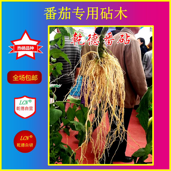 乾德番茄砧木 乾德番砧,番茄专用嫁接砧木种子,农业部登记品种,有