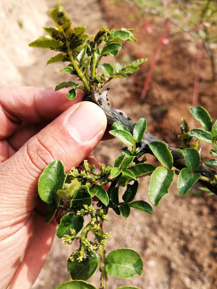 花椒树上蚜虫用什么药