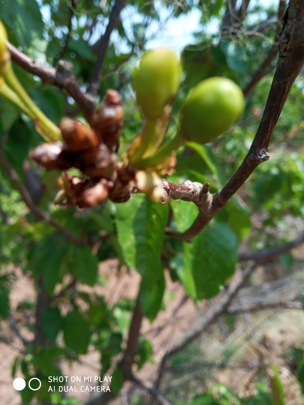 大樱桃落花后几天可打农药?