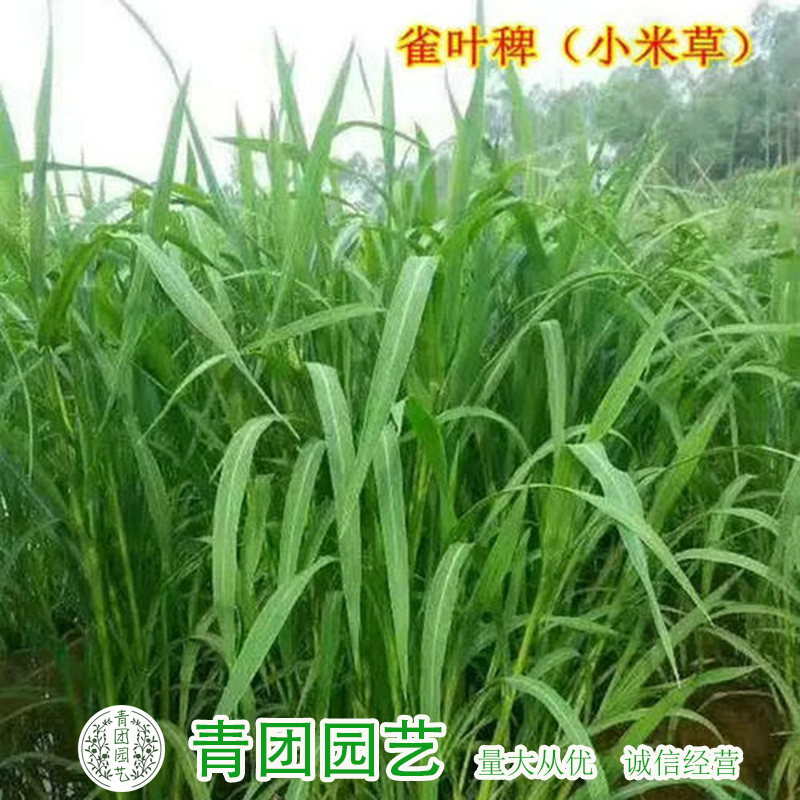 小米草种子小米草新种子包邮雀叶稗种子