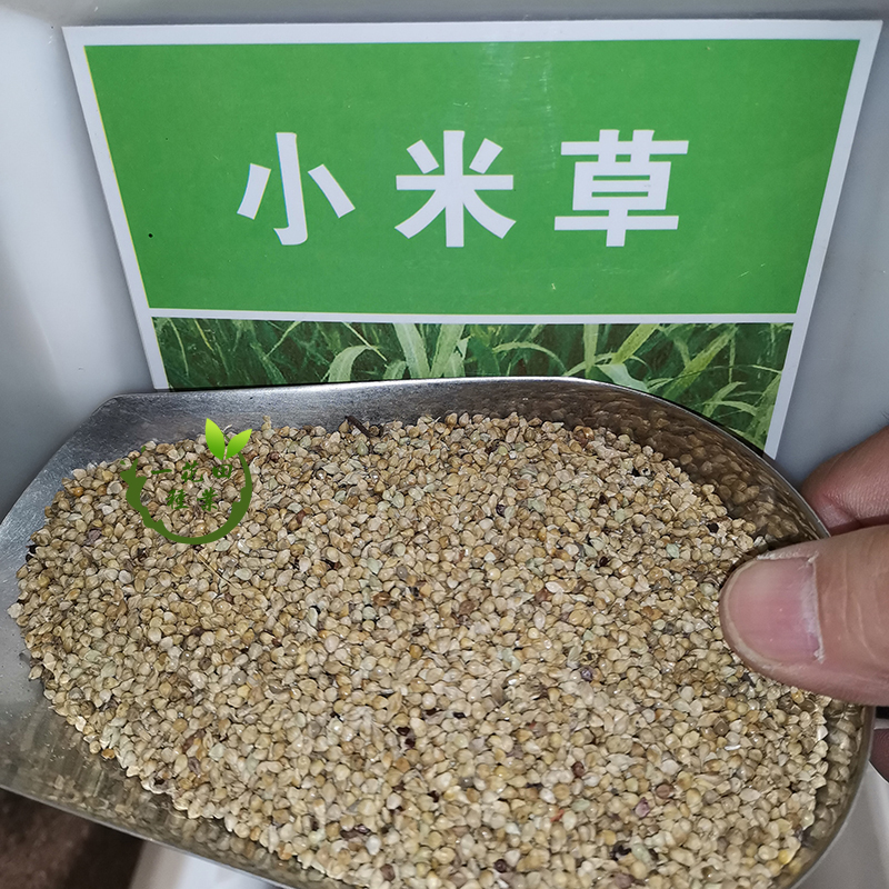 [小米草批发] 小米草种子小米草新种子包邮雀叶稗种子