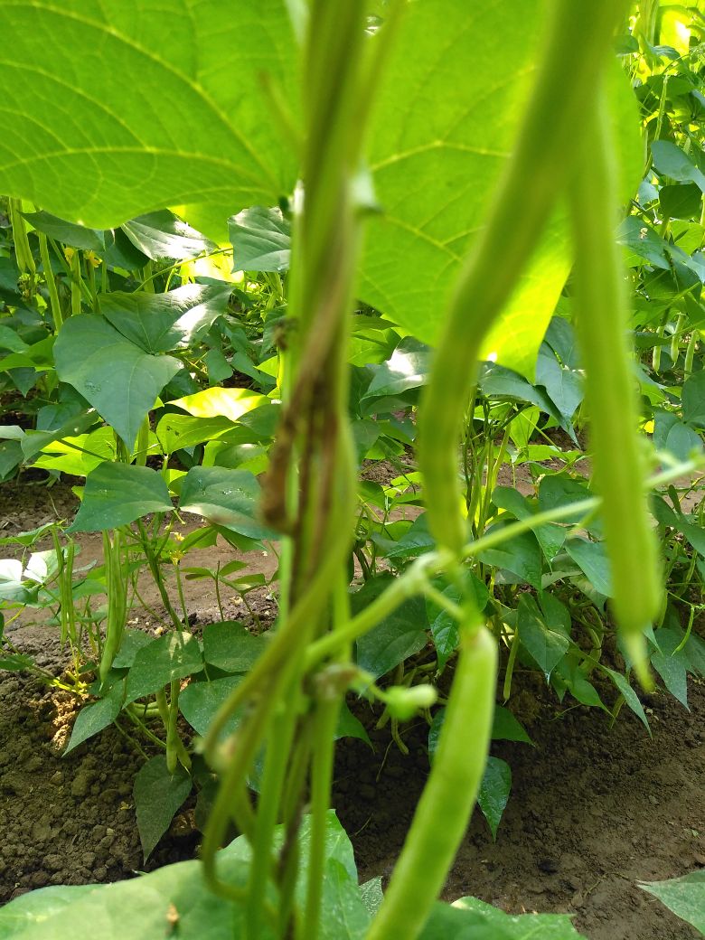 芸豆不知得啥病,麻烦专家给看看孩子,谢谢!