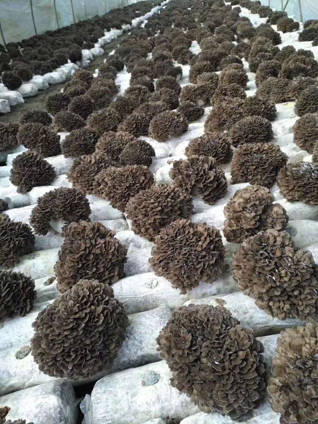 栗蘑 栗磨 新鲜舞茸菇灰树花菇产地大量批发 量大从优