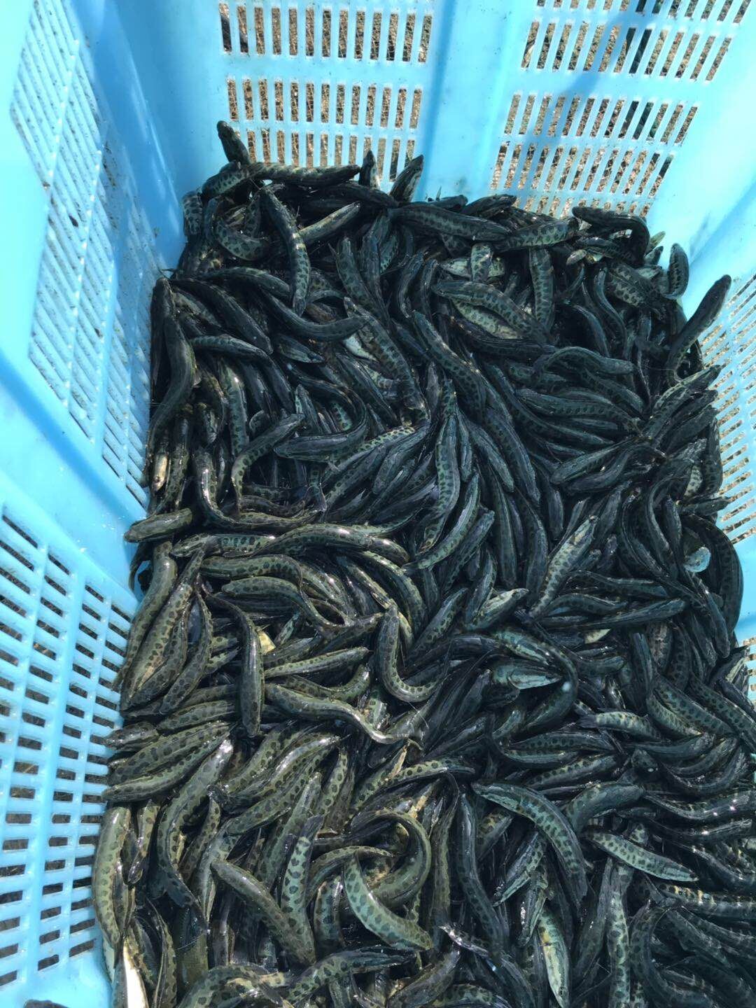 黑鱼苗 小黑鱼 2020年新苗 水产养殖基地现货供应
