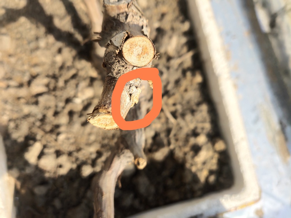 3月中旬种的葡萄树一直没发芽长了一些白色的坨坨不知道是什么