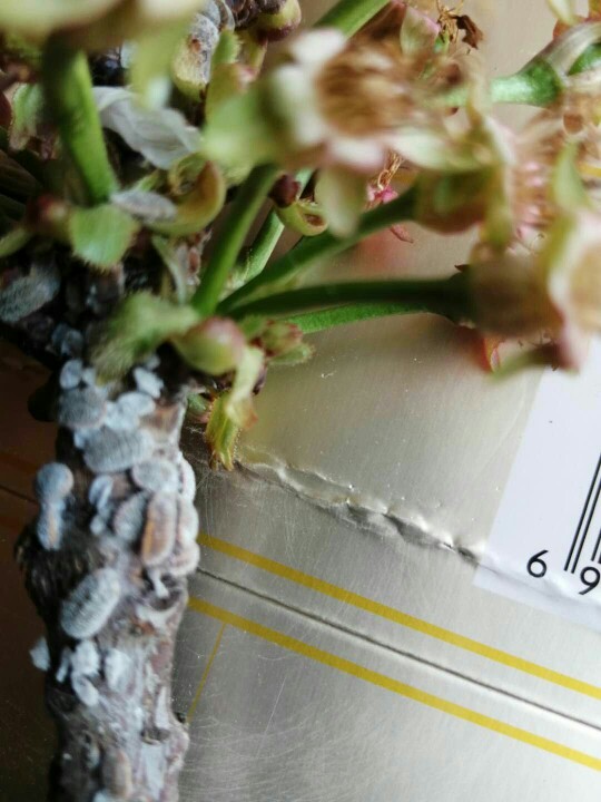 李子树上有这个虫,这是啥虫,咋防治?