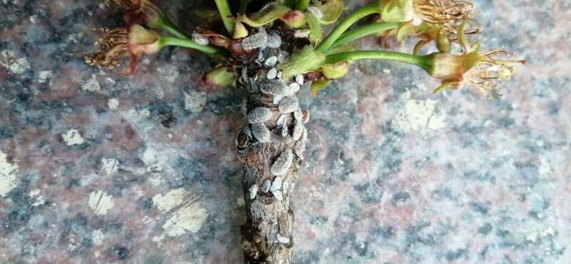 李子树上有这个虫,这是啥虫,咋防治?