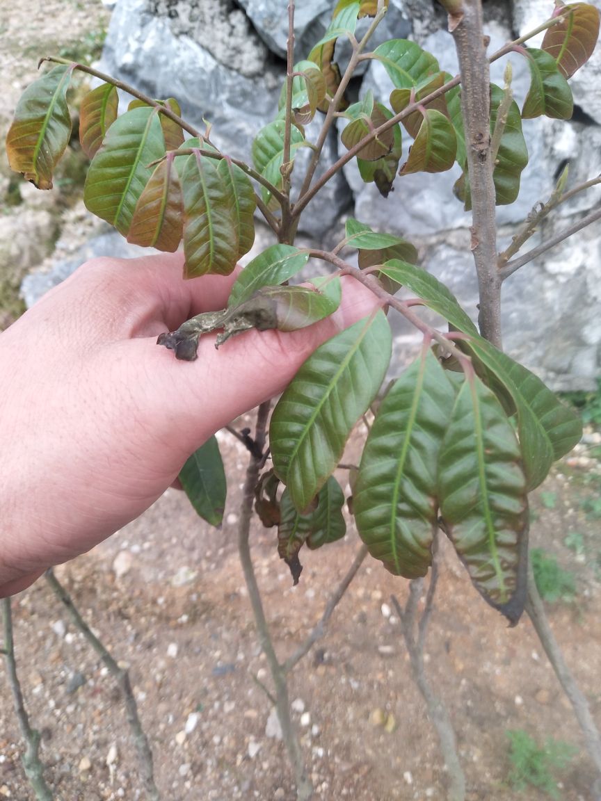 新种的龙眼苗嫩叶枯萎死了什么回事