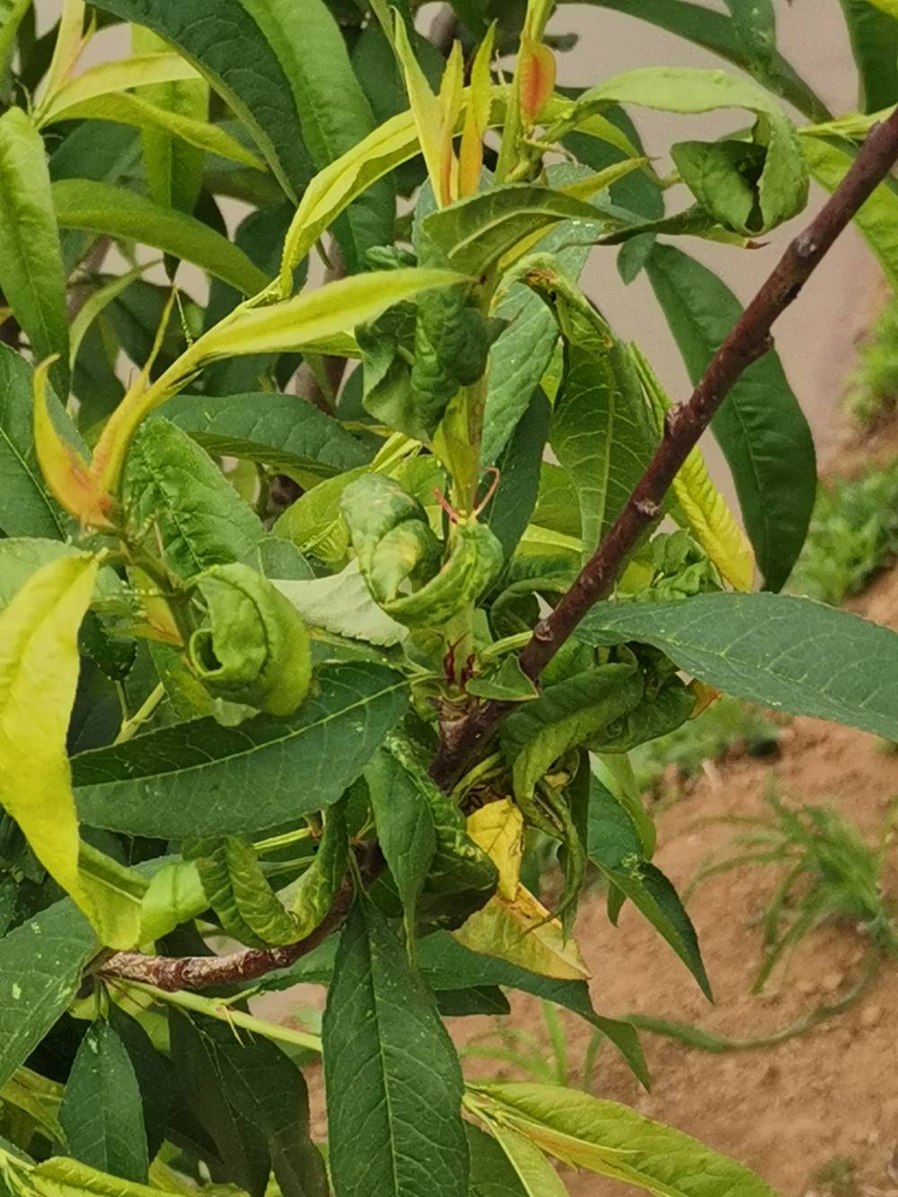 老师这是桃树生病吗,用什么药治.现在上面挂果了