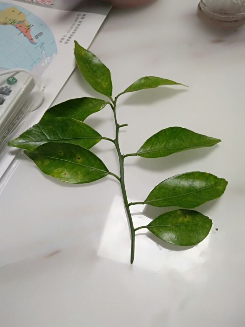 这树叶是新会柑叶片是缺什么元素