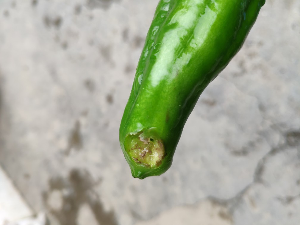 李教授您好请问这辣椒下部靠近泥土的地方烂是因为病害还是虫害或者是