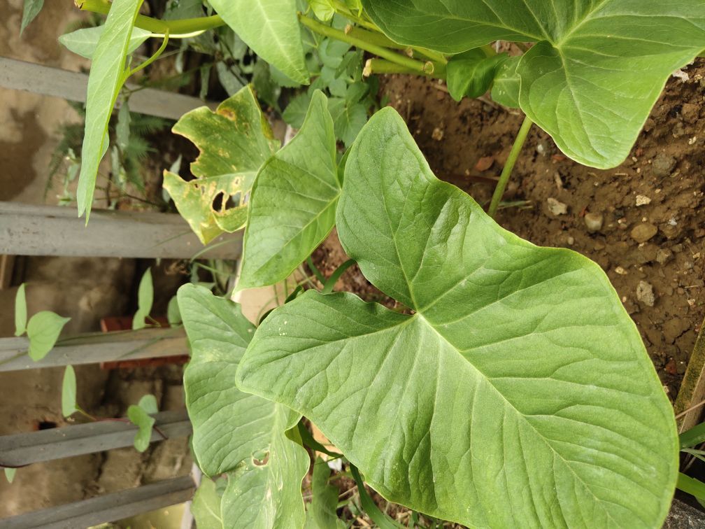 你好 请问种植独角莲用什么除草剂