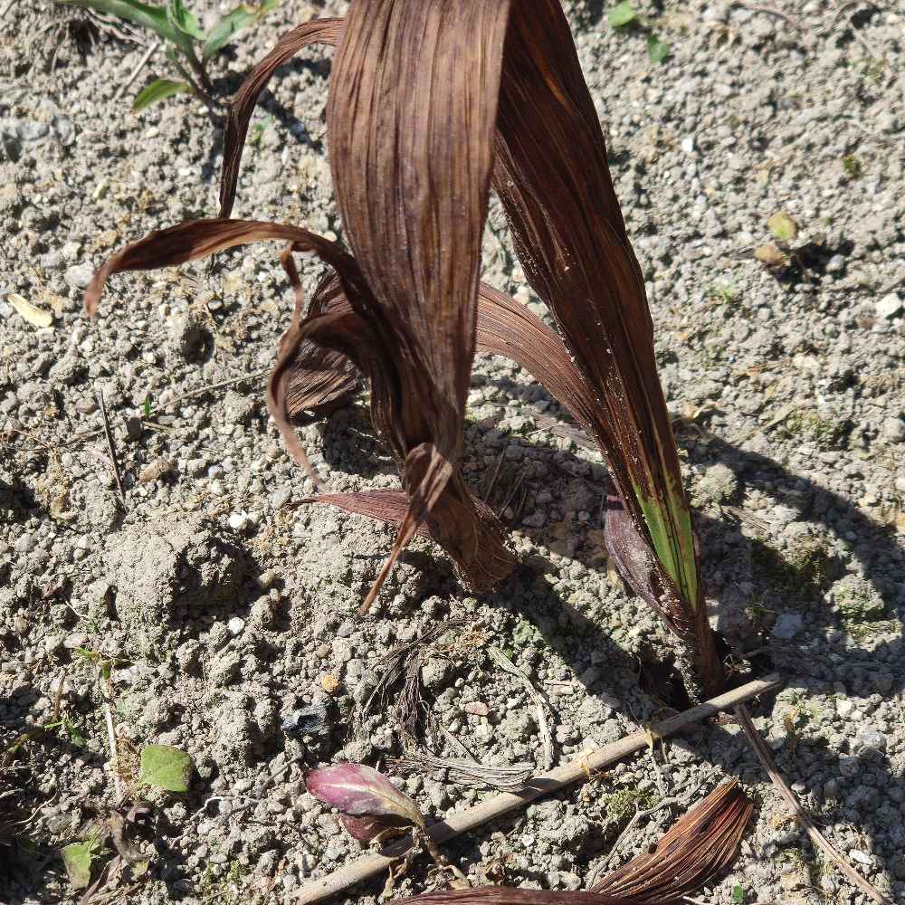 老师白芨叶枯病成这样用什么药和方法可以挽救