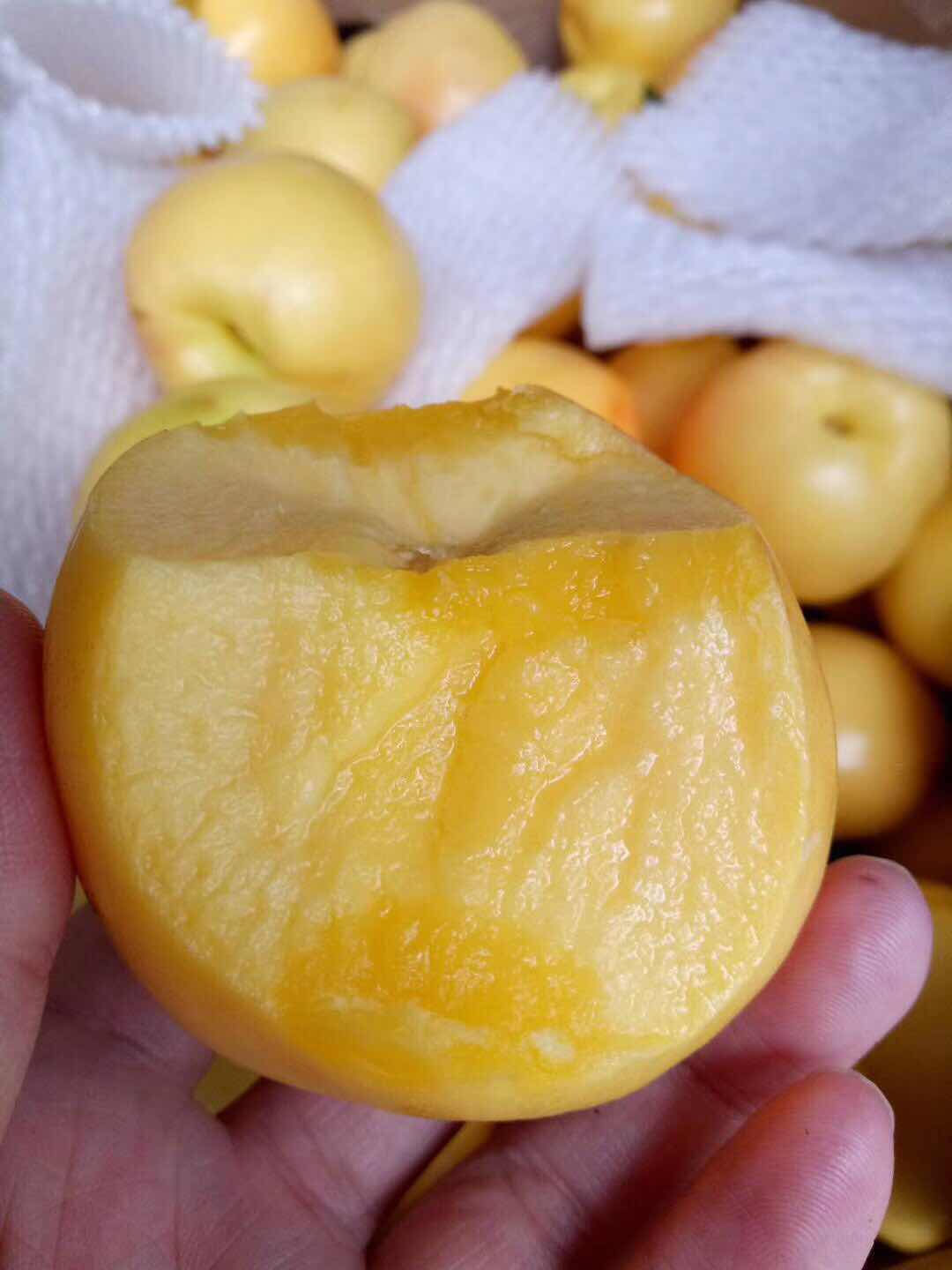 沂蒙山黄金油桃黄油桃 一件代发