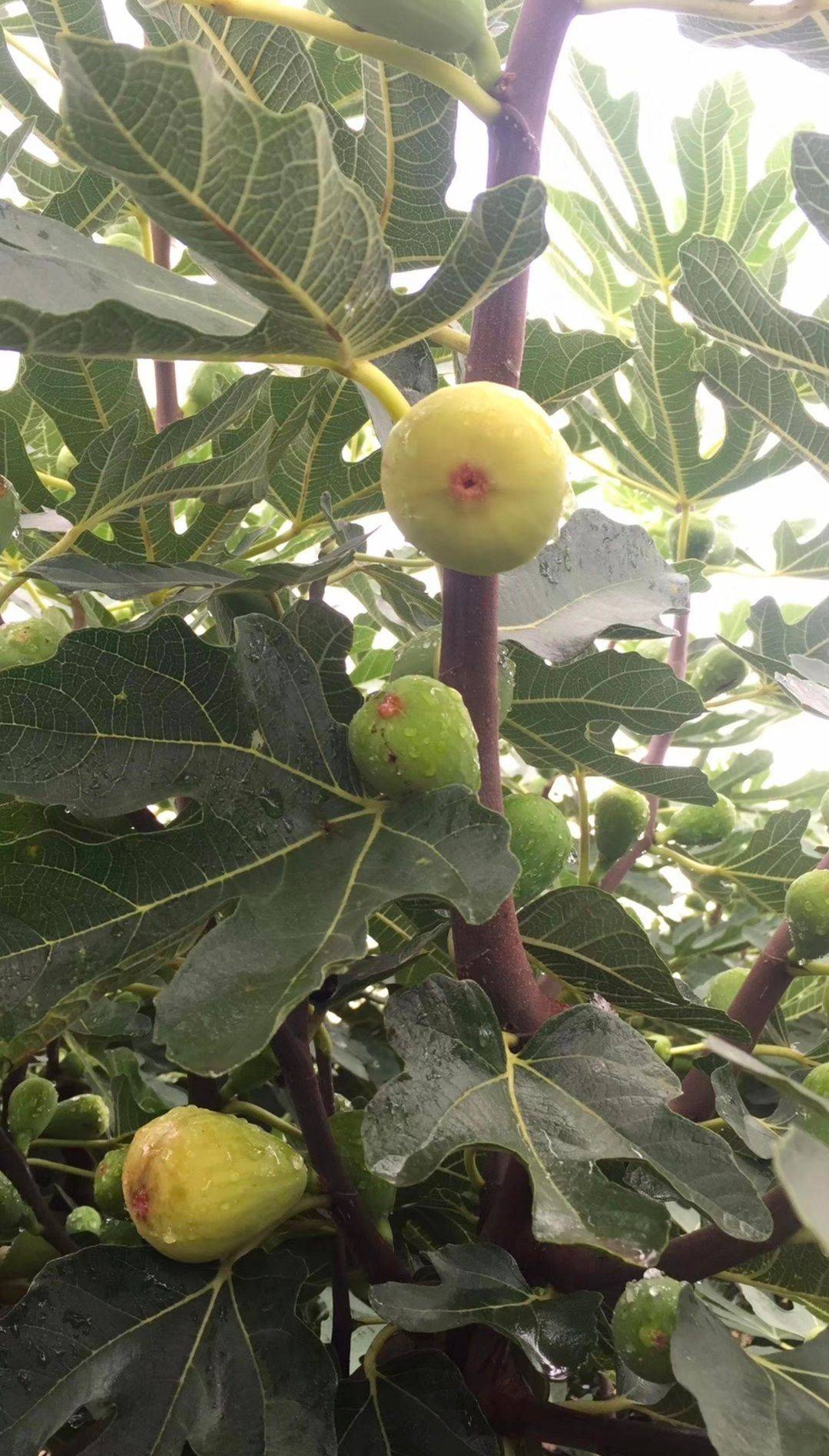 金傲芬无花果苗 金傲芬黄无花果