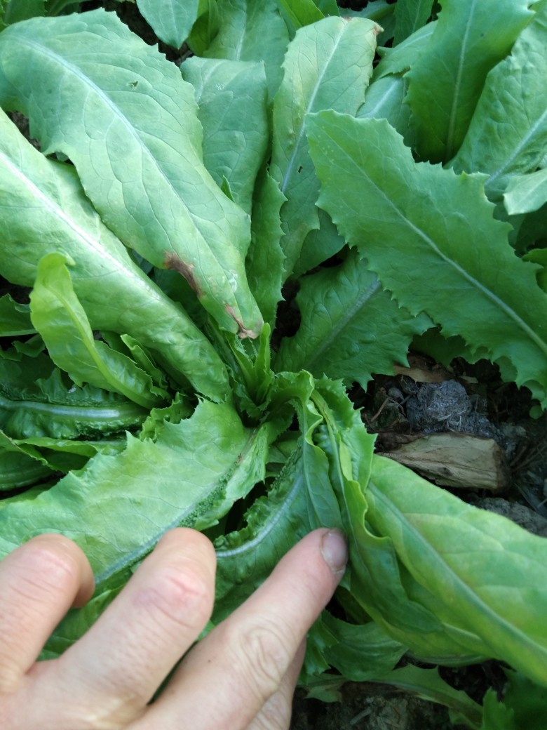 老师这油麦菜得是是什么病会传染吗