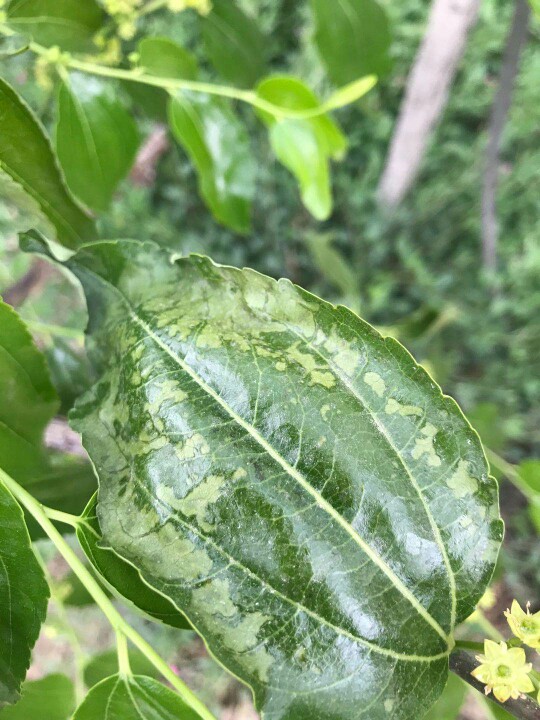 桃树叶子出现这种状况,咋回事?