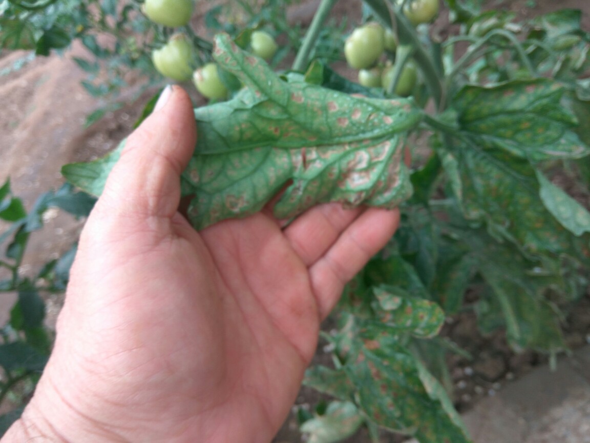 番茄叶子,请教专家这是什么病虫害?
